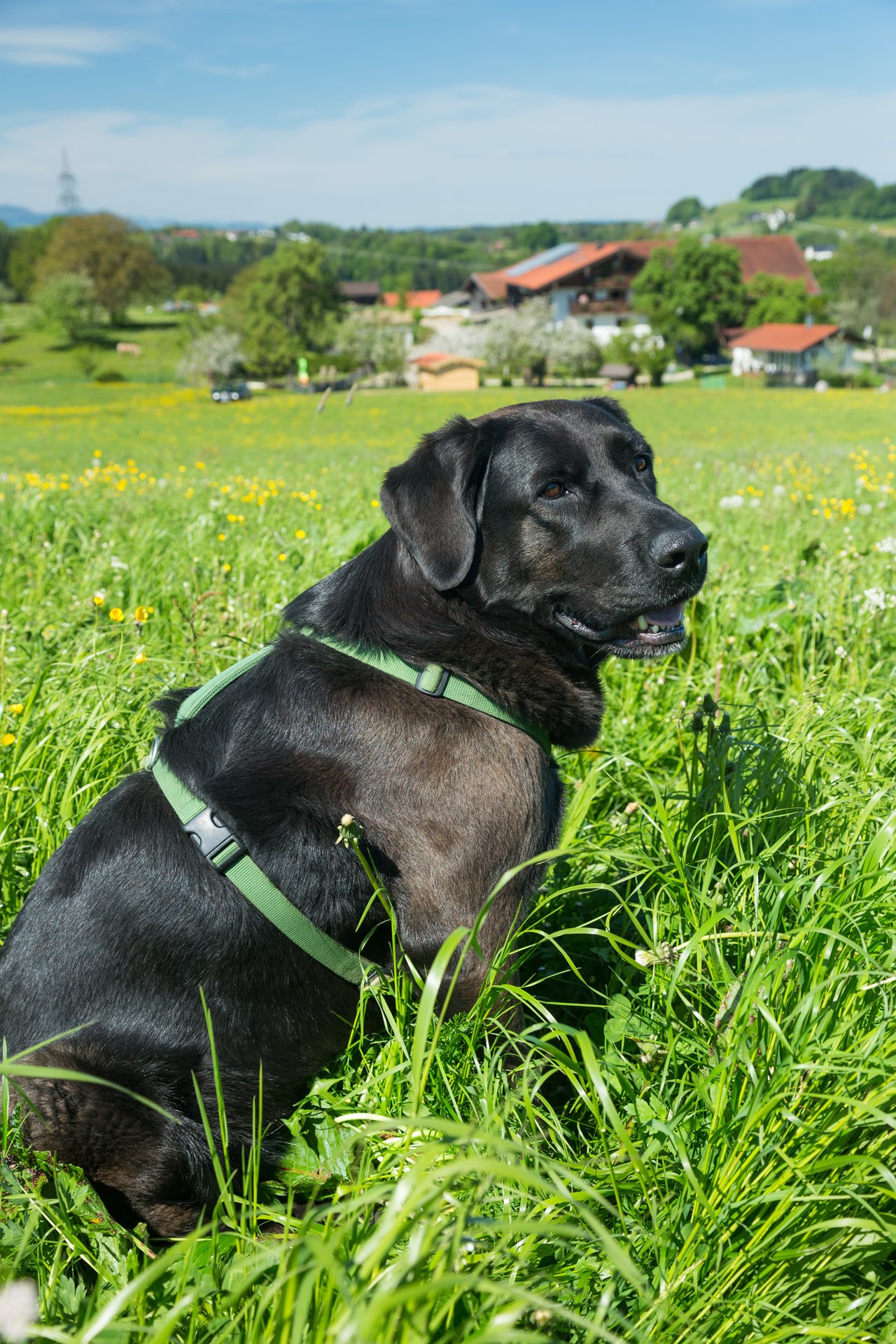 Seimehof Ausflugsziele Baden mit Hund
