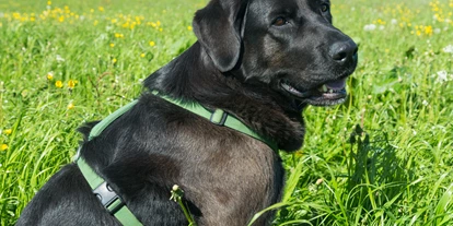 Hundehotel - Pools: Schwimmteich - Seimehof