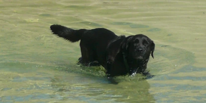 Hundehotel - Pools: Schwimmteich - Seimehof