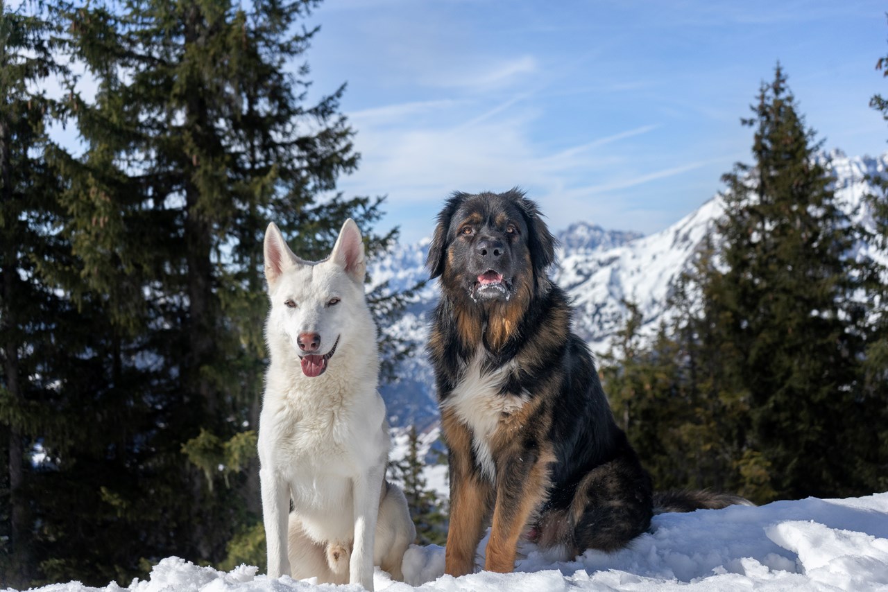 Naturresort PURADIES  Ausflüge mit Hund Ausflug auf den großen Asitz