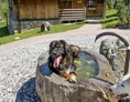 Urlaub-mit-Hund: Naturresort PURADIES 