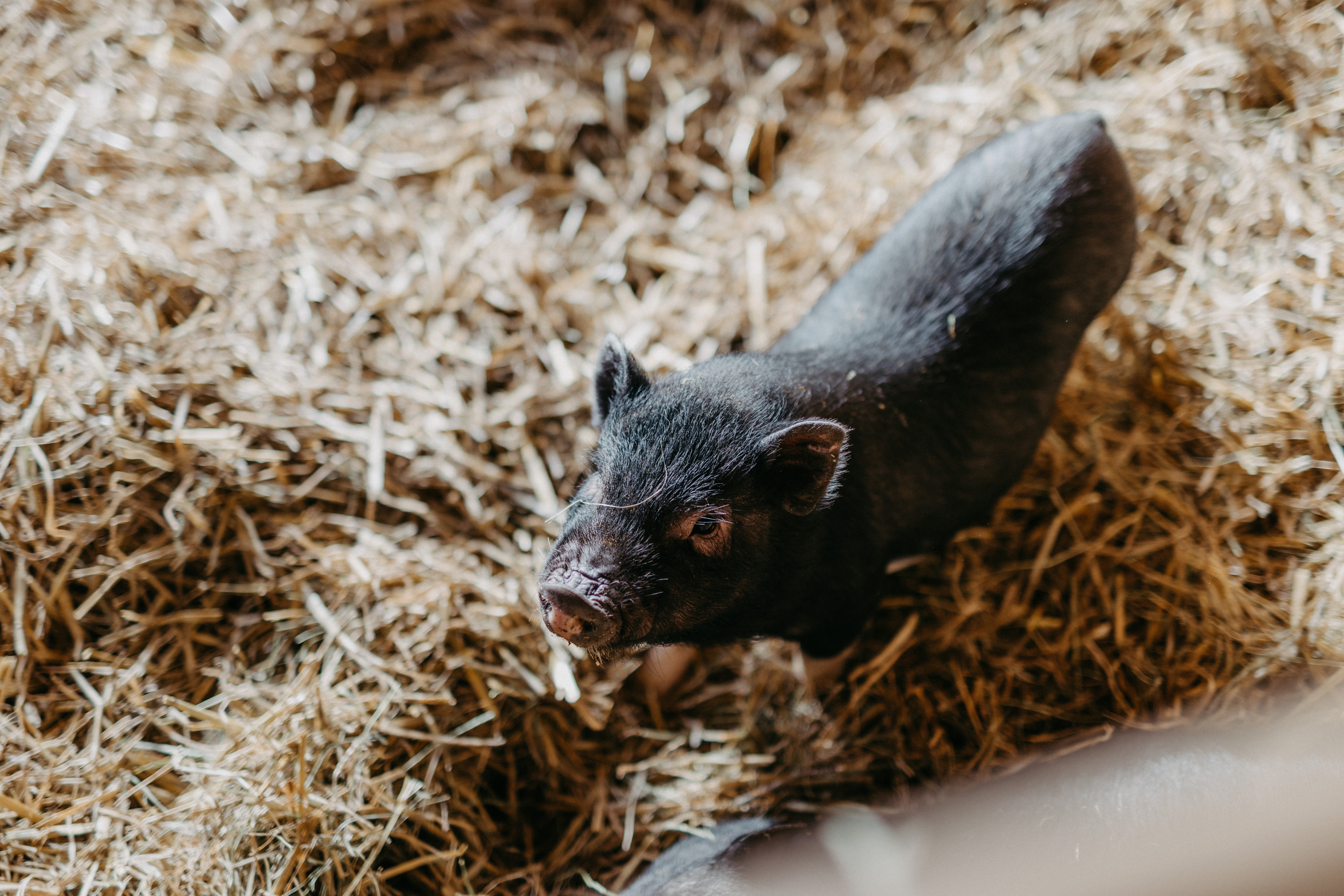 Urlaub-mit-Hund: Bio-Bauernhof - Naturresort PURADIES - Haus | Umgebung