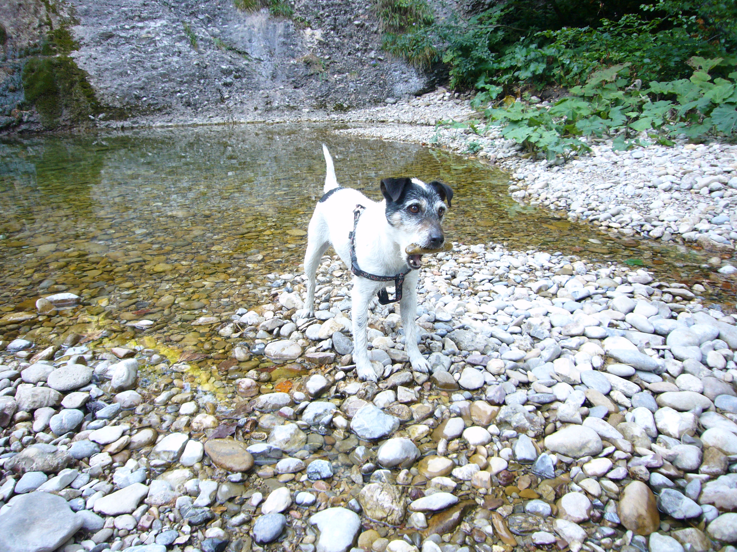 Das BERGESGRÜN Ausflüge mit Hund Gunzesrieder Tal