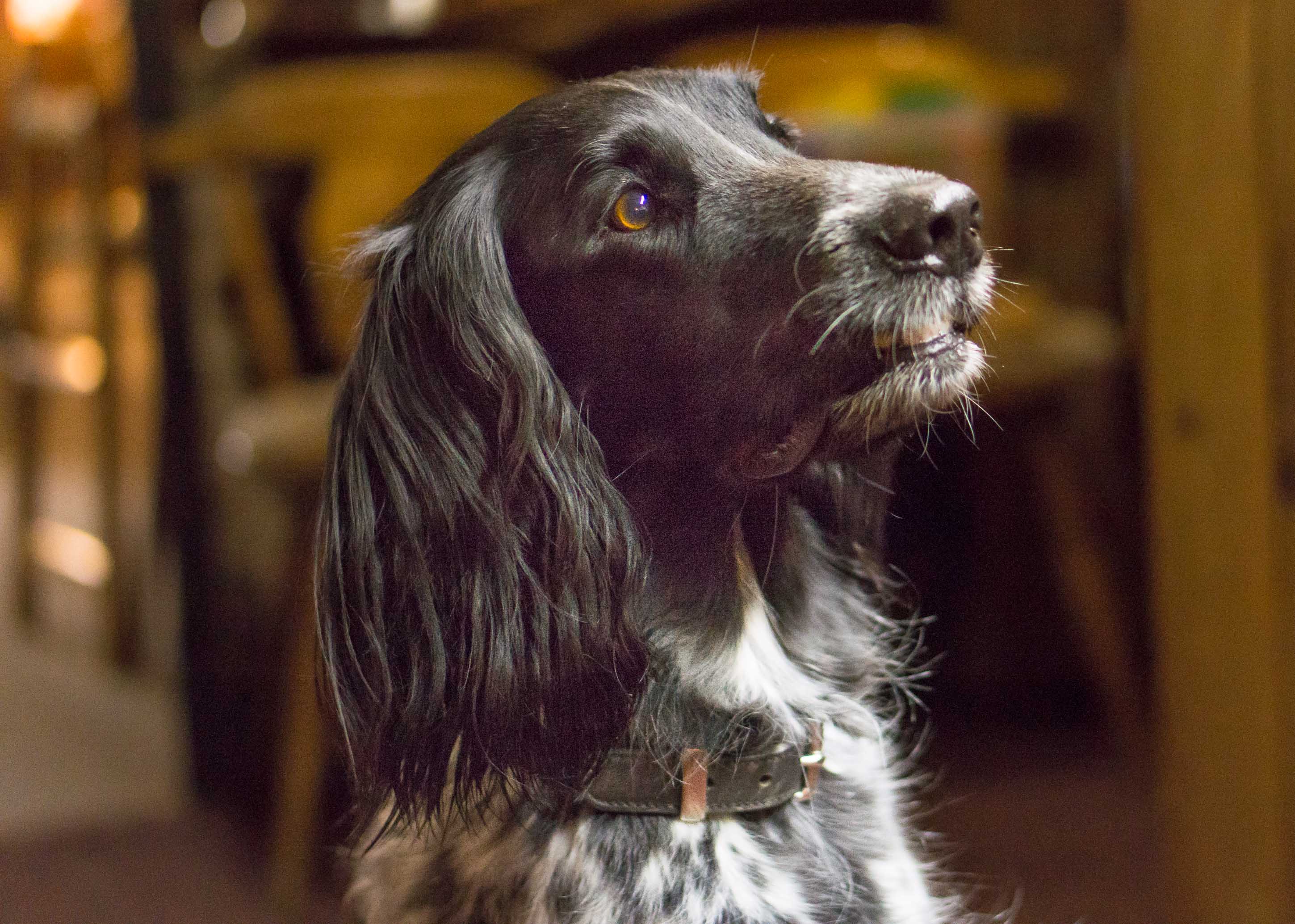 Urlaub-mit-Hund: Diva liebt uns - und wir lieben Diva und alle unsere Gästehunde - Das BERGESGRÜN