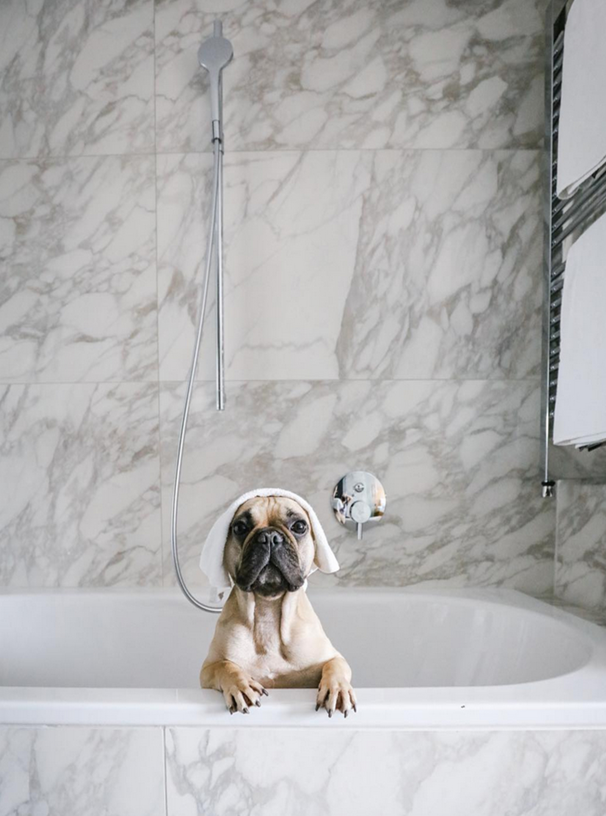 Hundehotel - Tulln an der Donau - The Guesthouse Vienna