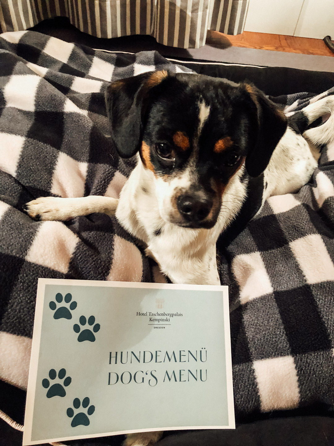 Urlaub-mit-Hund: Hotel Taschenbergpalais Kempinski Dresden