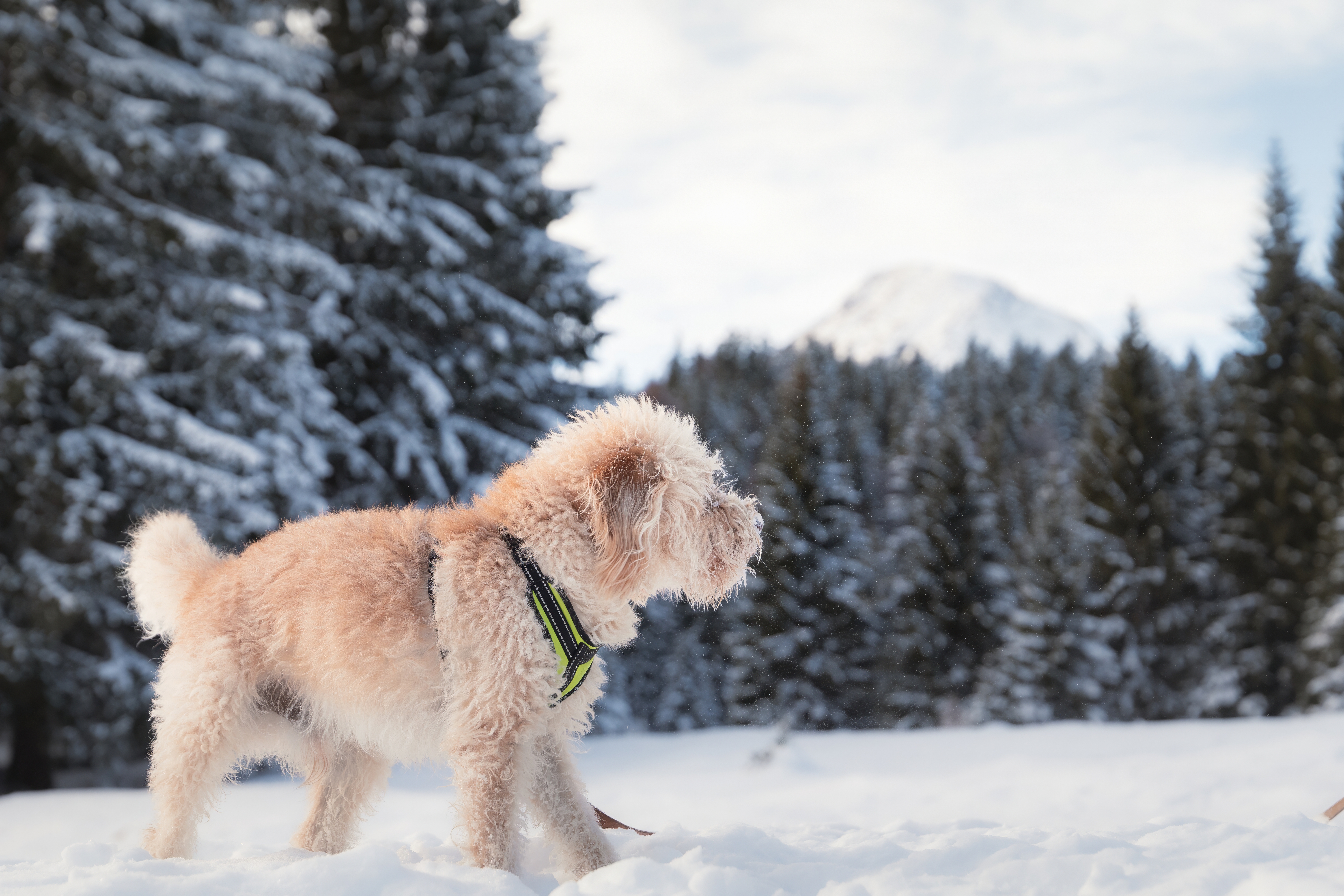 Urlaub-mit-Hund: Nicht nur Frauchen und Herrchen genießen die weitläufige Natur unseres Hochplateaus - Inntalerhof - DAS Panoramahotel