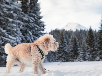Hundehotel - Ladis - Nicht nur Frauchen und Herrchen genießen die weitläufige Natur unseres Hochplateaus - Inntalerhof - DAS Panoramahotel