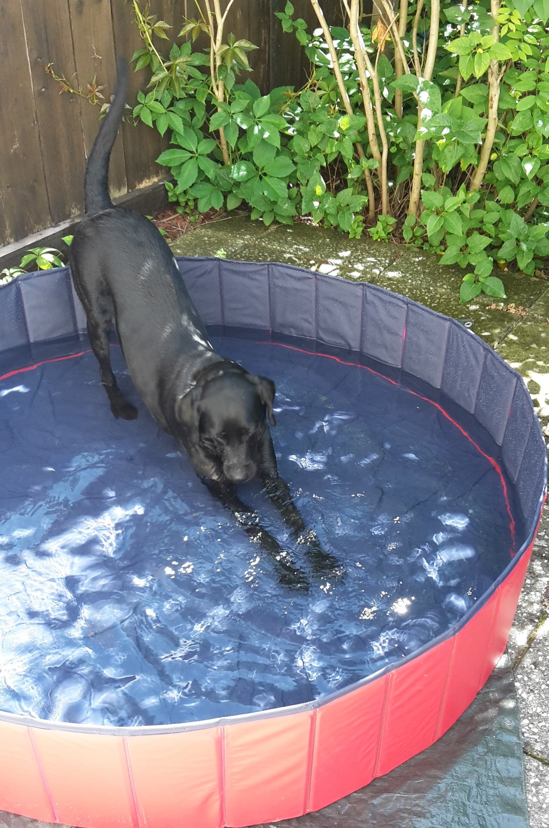 Urlaub-mit-Hund: Für die heißen Tage hab ich im Garten einen Pool zum abkühlen. - Strebersdorferhof - Essen Schlafen Leben