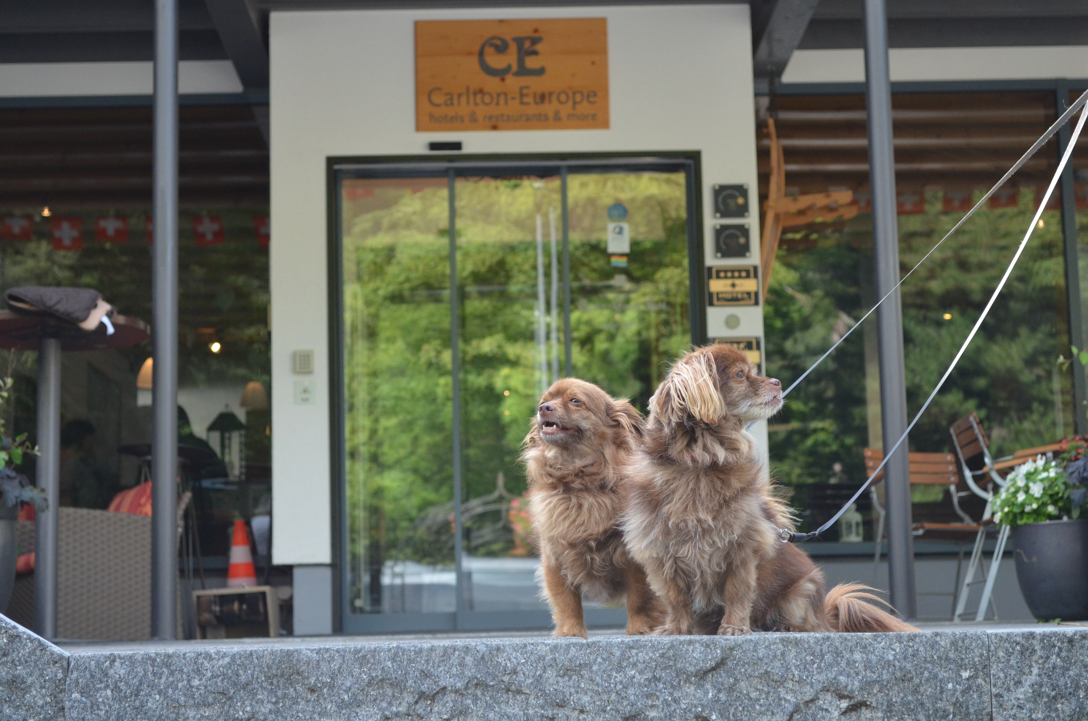 Hundehotel - barrierefrei - Schweiz - Carlton-Europe Vintage Erwachsenenhotel