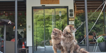 Hundehotel - WLAN - Saanenmöser - Carlton-Europe Vintage Erwachsenenhotel