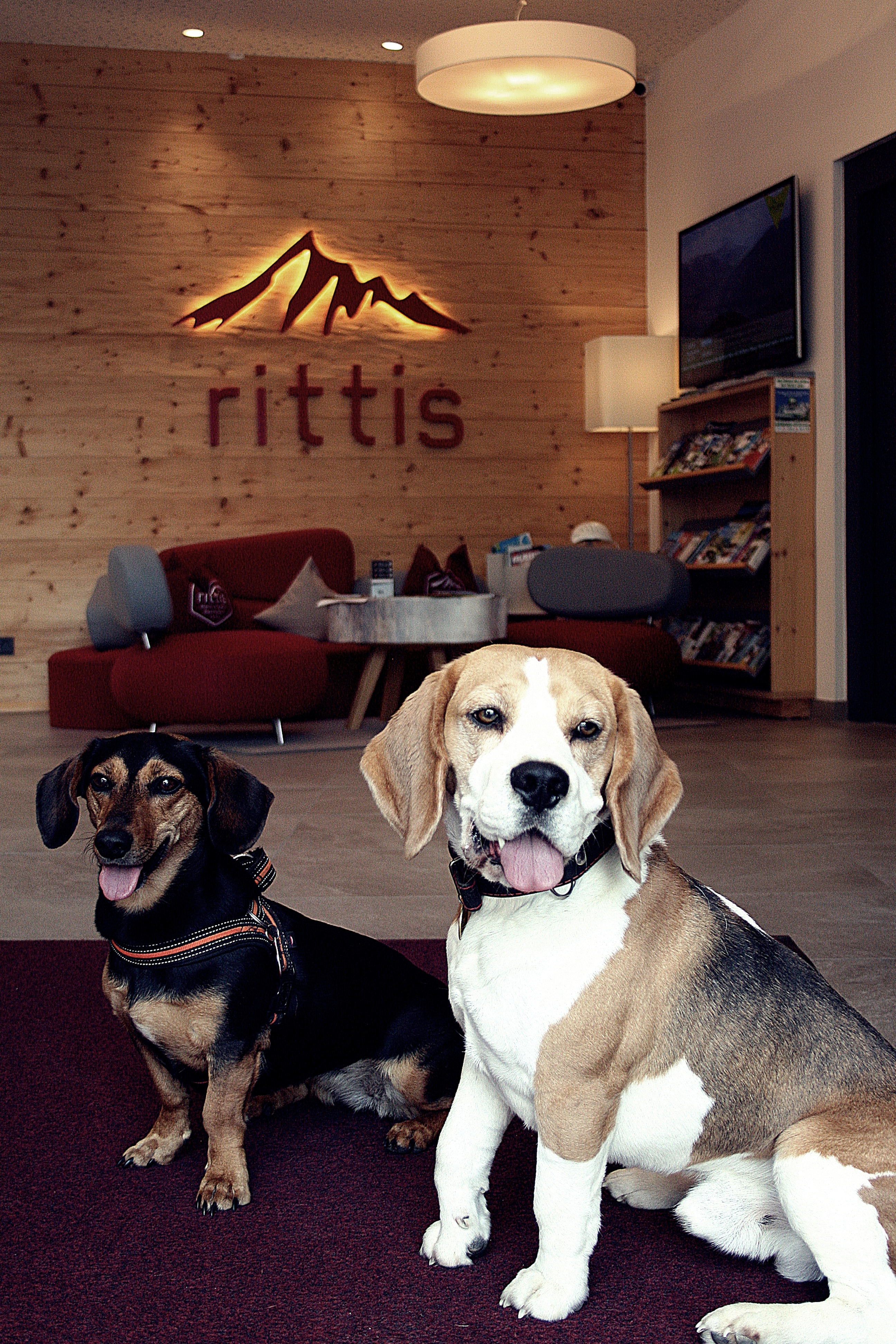 Hundehotel - Preisniveau: moderat - Schladming - Rittis Alpin Chalets Dachstein
