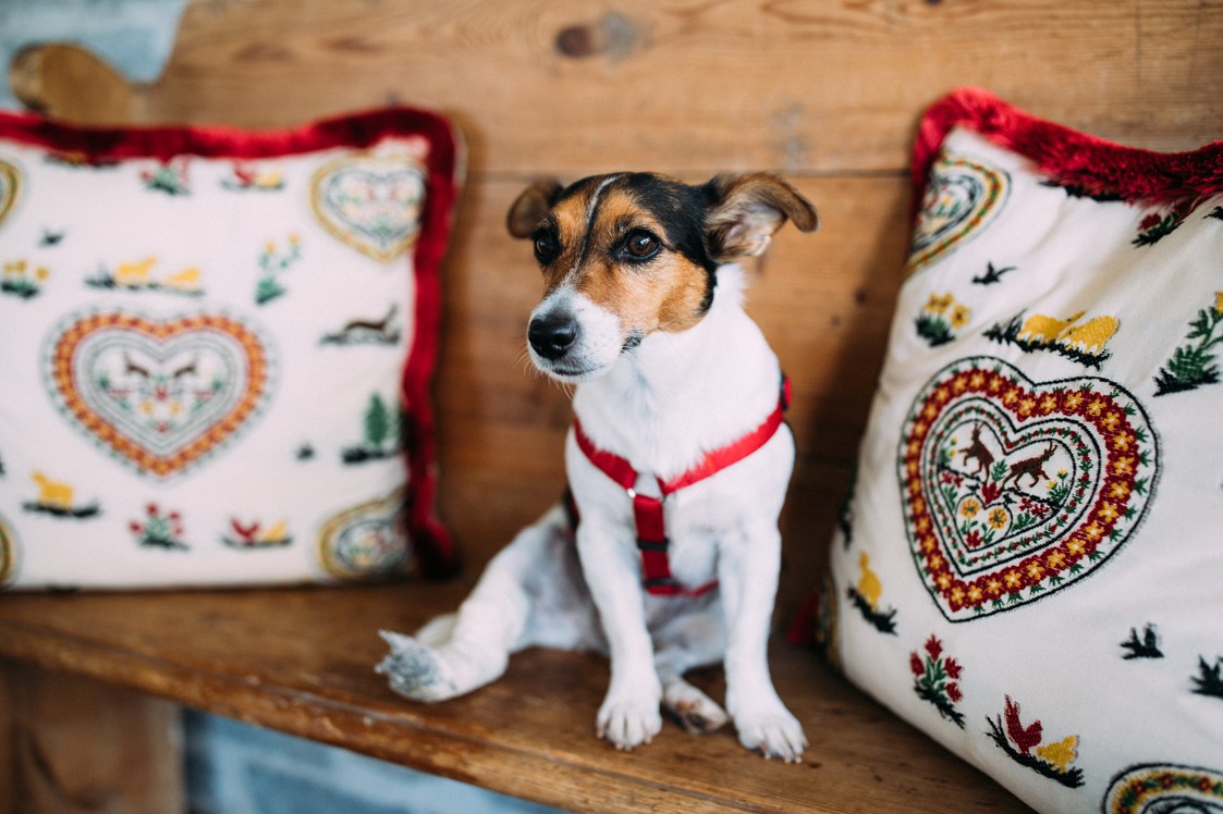 Urlaub-mit-Hund: Unsere Hundedame Ella - Alpin Resort Sacher
