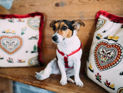 Hundehotel - Pools: Schwimmteich - Unsere Hundedame Ella - Alpin Resort Sacher