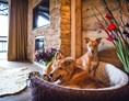 Urlaub-mit-Hund: ASTORIA Hundeservice auf dem Zimmer - Alpin Resort Sacher