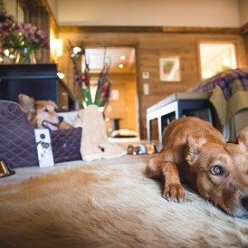 Urlaub-mit-Hund: Hundeservice auf dem Zimmer - Alpin Resort Sacher