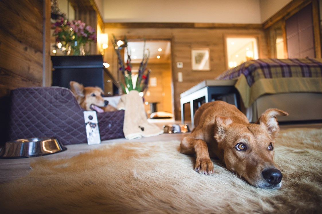 Urlaub-mit-Hund: Hundeservice auf dem Zimmer - Alpin Resort Sacher