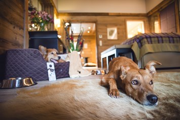 Urlaub-mit-Hund: ASTORIA Hundeservice auf dem Zimmer - ASTORIA Resort Seefeld