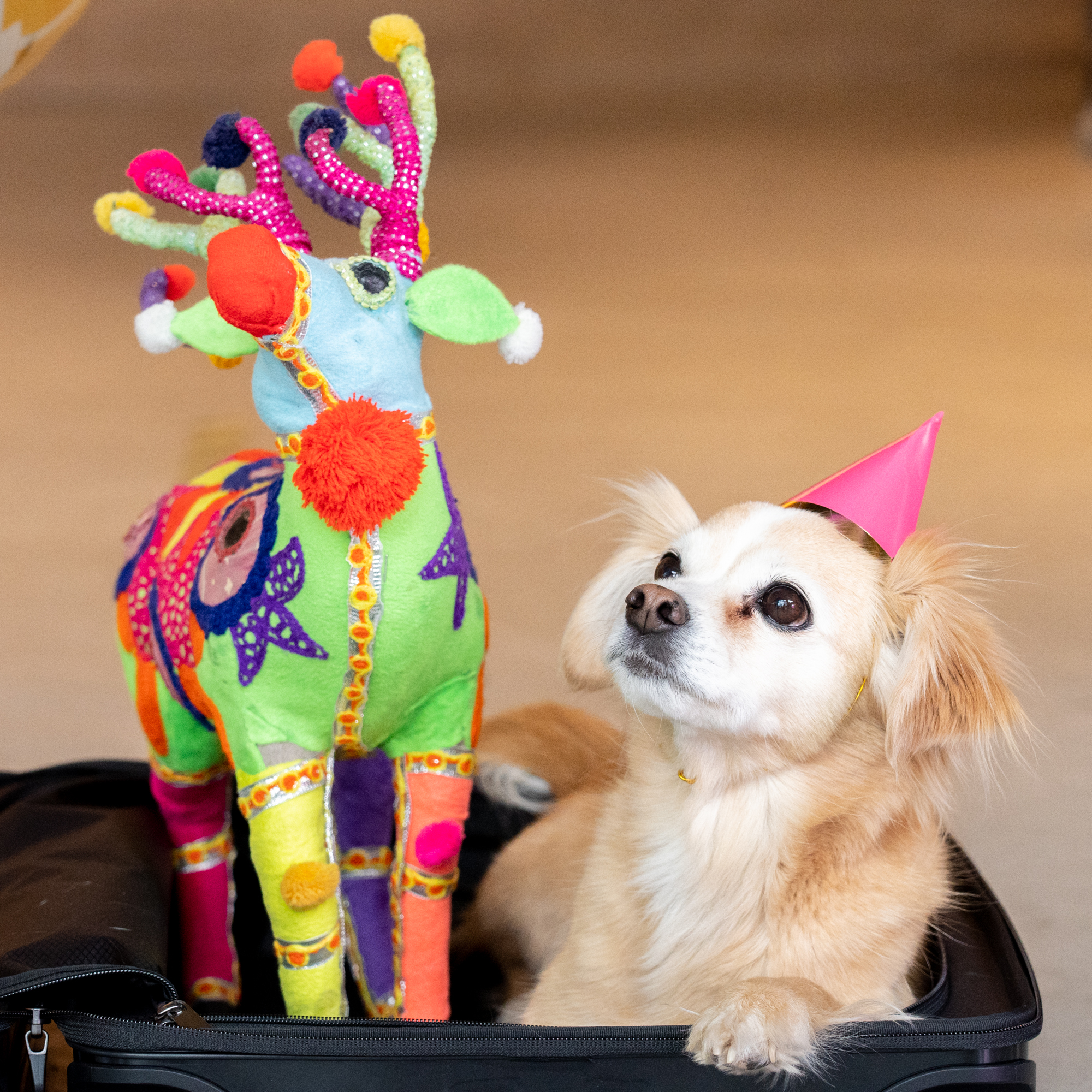 Urlaub-mit-Hund: Moxy Vienna Airport