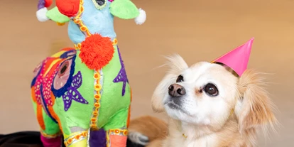 Hundehotel - Unterkunftsart: Hotel - Baden (Baden) - Moxy Vienna Airport