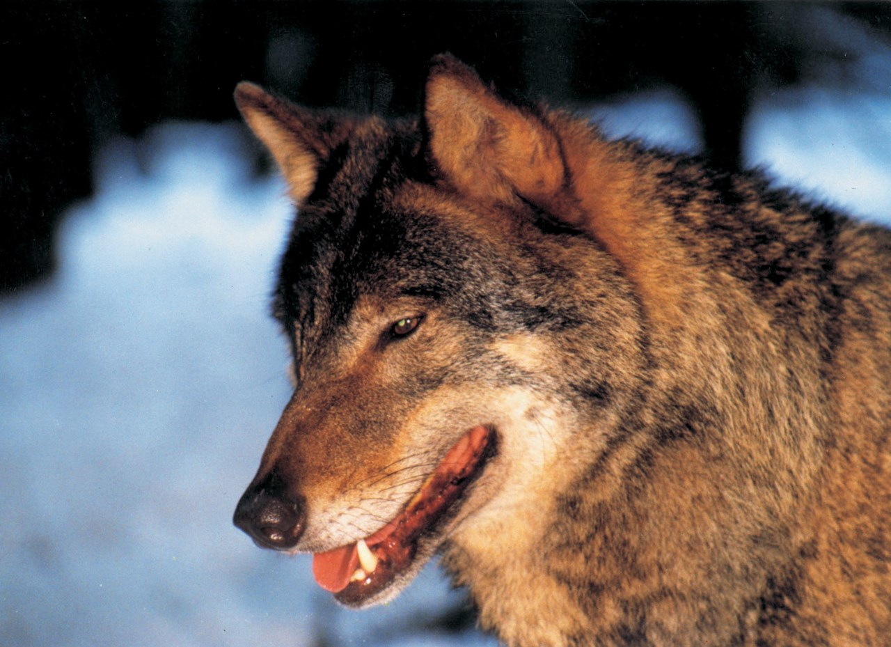 Familienhotel am Tierpark Ausflugsziele Durch den Wildpark