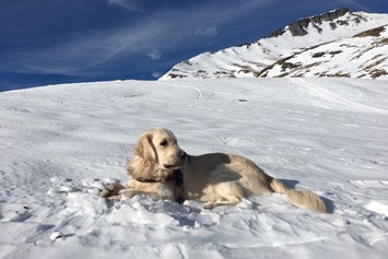Urlaub-mit-Hund: Sunstar Hotel Klosters