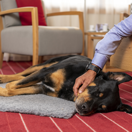 Urlaub-mit-Hund: Hundefreundliches Sunstar Hotel Klosters - Sunstar Hotel Klosters