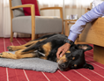 Urlaub-mit-Hund: Hundefreundliches Sunstar Hotel Klosters - Sunstar Hotel Klosters