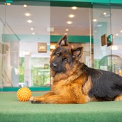 Urlaub-mit-Hund - Herzlich Willkommen - CESTA GRAND  Aktivhotel & Spa