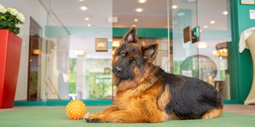 Hundehotel - PLZ 5652 (Österreich) - Herzlich Willkommen - CESTA GRAND  Aktivhotel & Spa