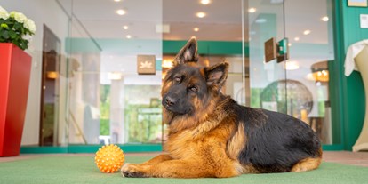 Hundehotel - Salzburg - Herzlich Willkommen - CESTA GRAND  Aktivhotel & Spa