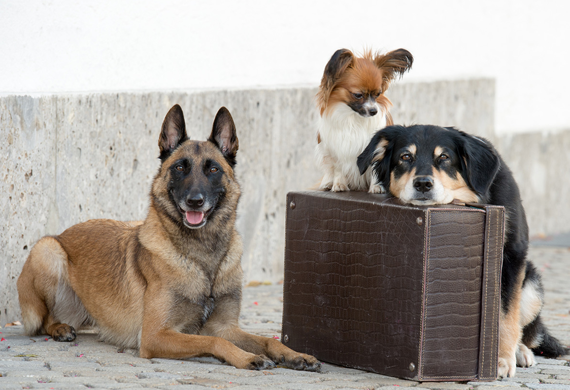 Urlaub-mit-Hund: Hunde im Urlaub - Hundesporthotel Wolf