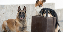 Hundehotel - Unterkunftsart: Hotel - PLZ 6105 (Österreich) - Hunde im Urlaub - Hundesporthotel Wolf