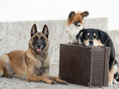 Hundehotel - Hundewiese: eingezäunt - Seeshaupt - Hunde im Urlaub - Hundesporthotel Wolf