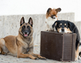 Urlaub-mit-Hund: Hunde im Urlaub - Hundesporthotel Wolf