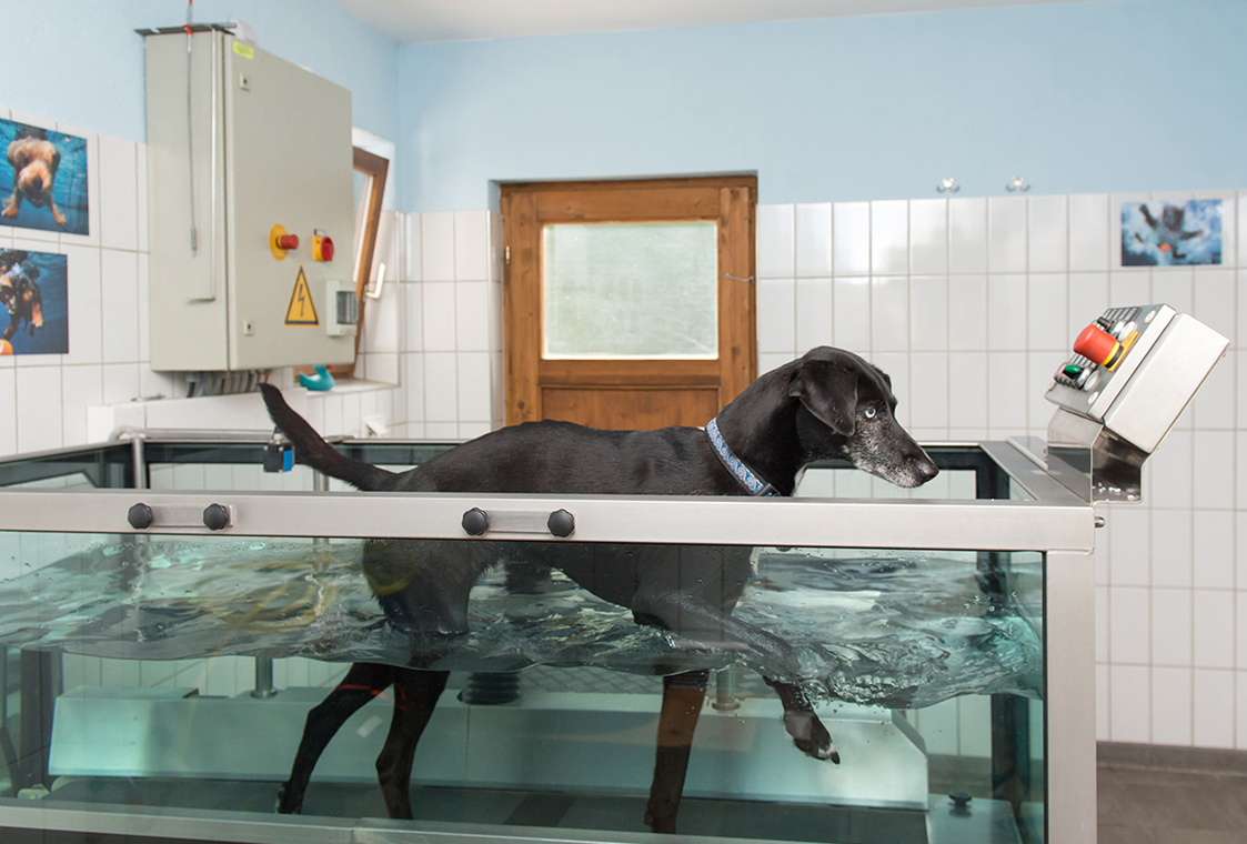 Urlaub-mit-Hund: Unterwasserlaufband für den Hund - Hundesporthotel Wolf