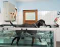 Urlaub-mit-Hund: Unterwasserlaufband für den Hund - Hundesporthotel Wolf