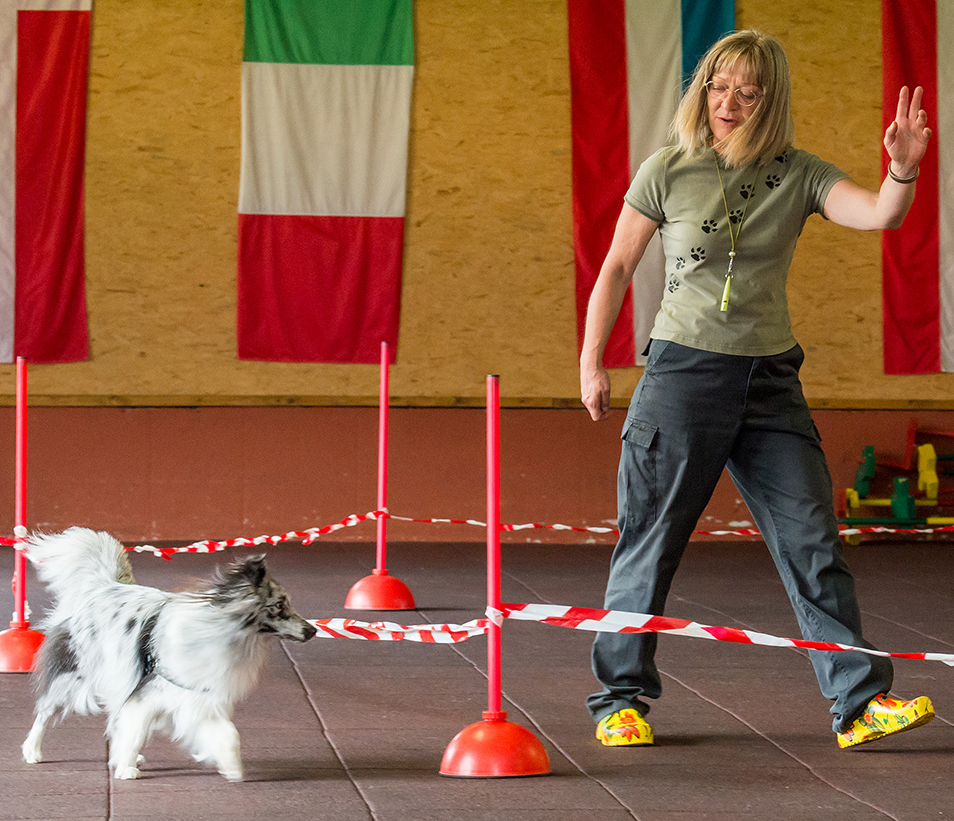 Urlaub-mit-Hund: Agility-Parcours in der Hundesporthalle - Hundesporthotel Wolf