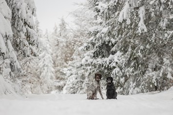 Urlaub-mit-Hund: Auf dem Winterwanderweg - Hunderesort Waldeck