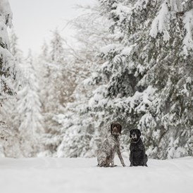 Urlaub-mit-Hund: Auf dem Winterwanderweg - Hunderesort Waldeck