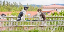 Hundehotel - Hund im Restaurant erlaubt - Auf dem Agilityplatz - Hunderesort Waldeck