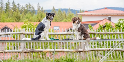 Hundehotel - ausschließlich für Hundeliebhaber - Auf dem Agilityplatz - Hunderesort Waldeck
