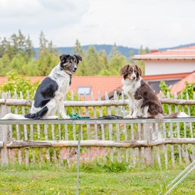 Urlaub-mit-Hund: Auf dem Agilityplatz - Hunderesort Waldeck