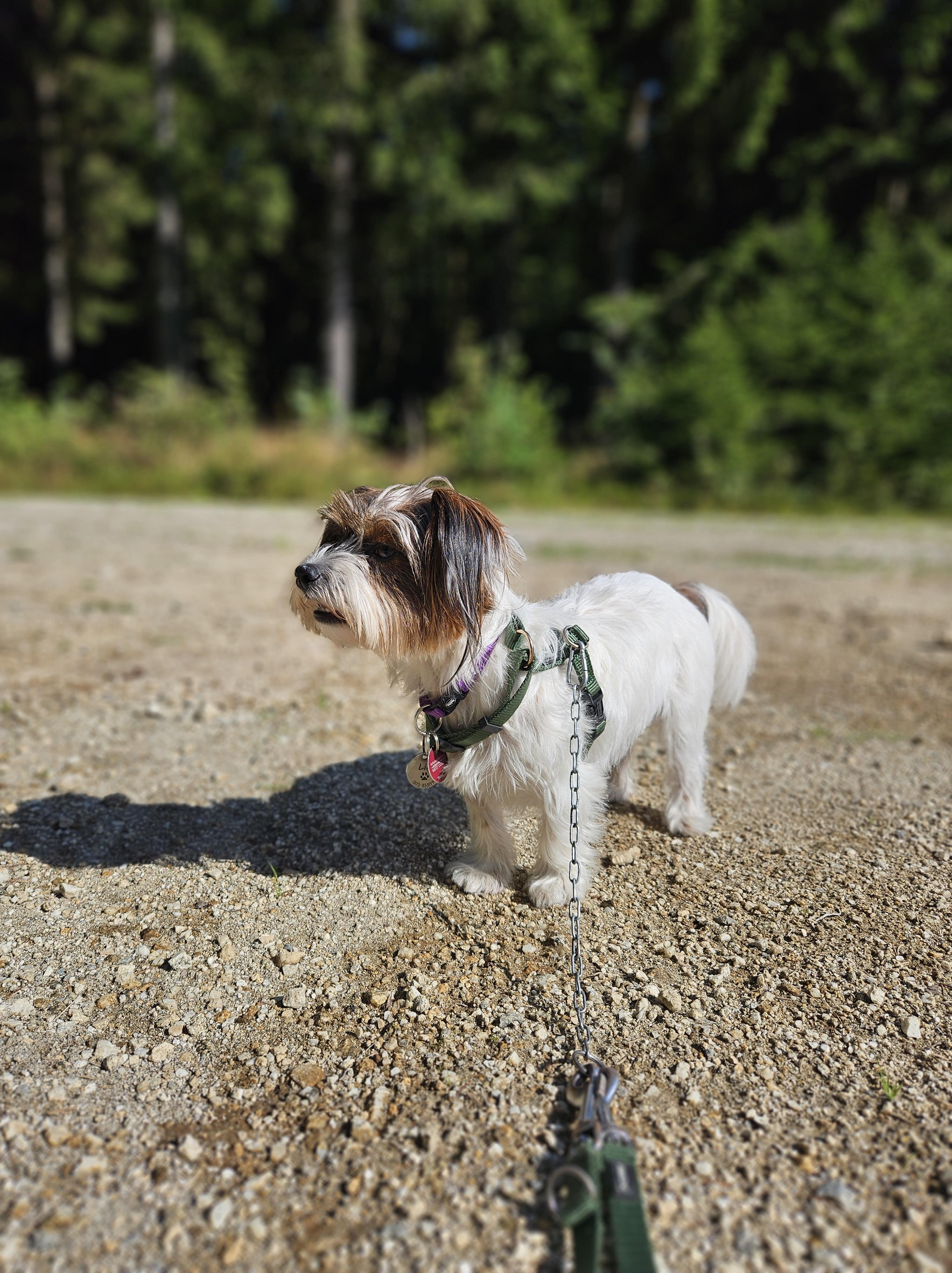 Urlaub-mit-Hund: Hunderesort Waldeck