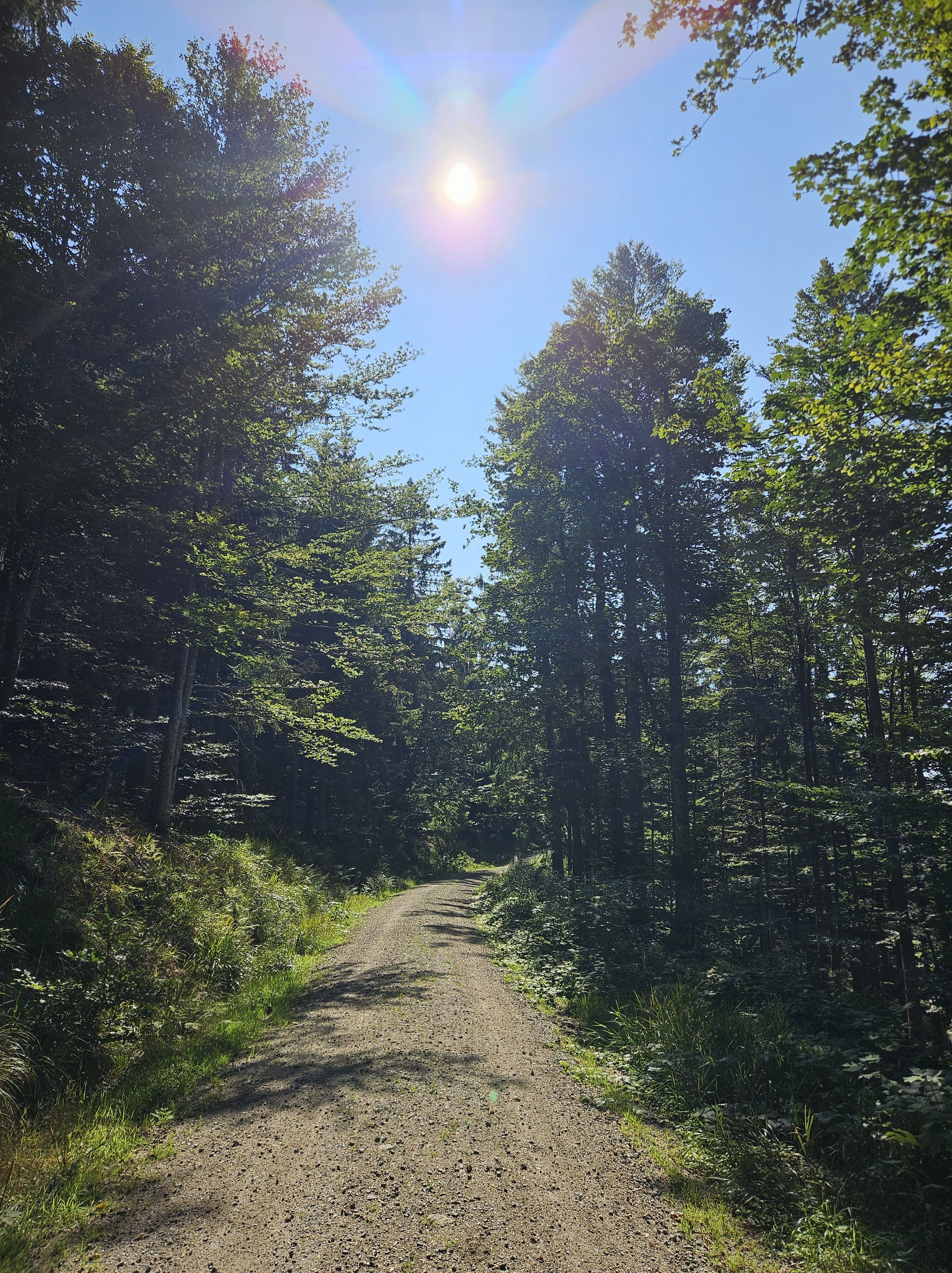 Urlaub-mit-Hund: Um den Almberg, Route 2, ca. 4 km - Hunderesort Waldeck