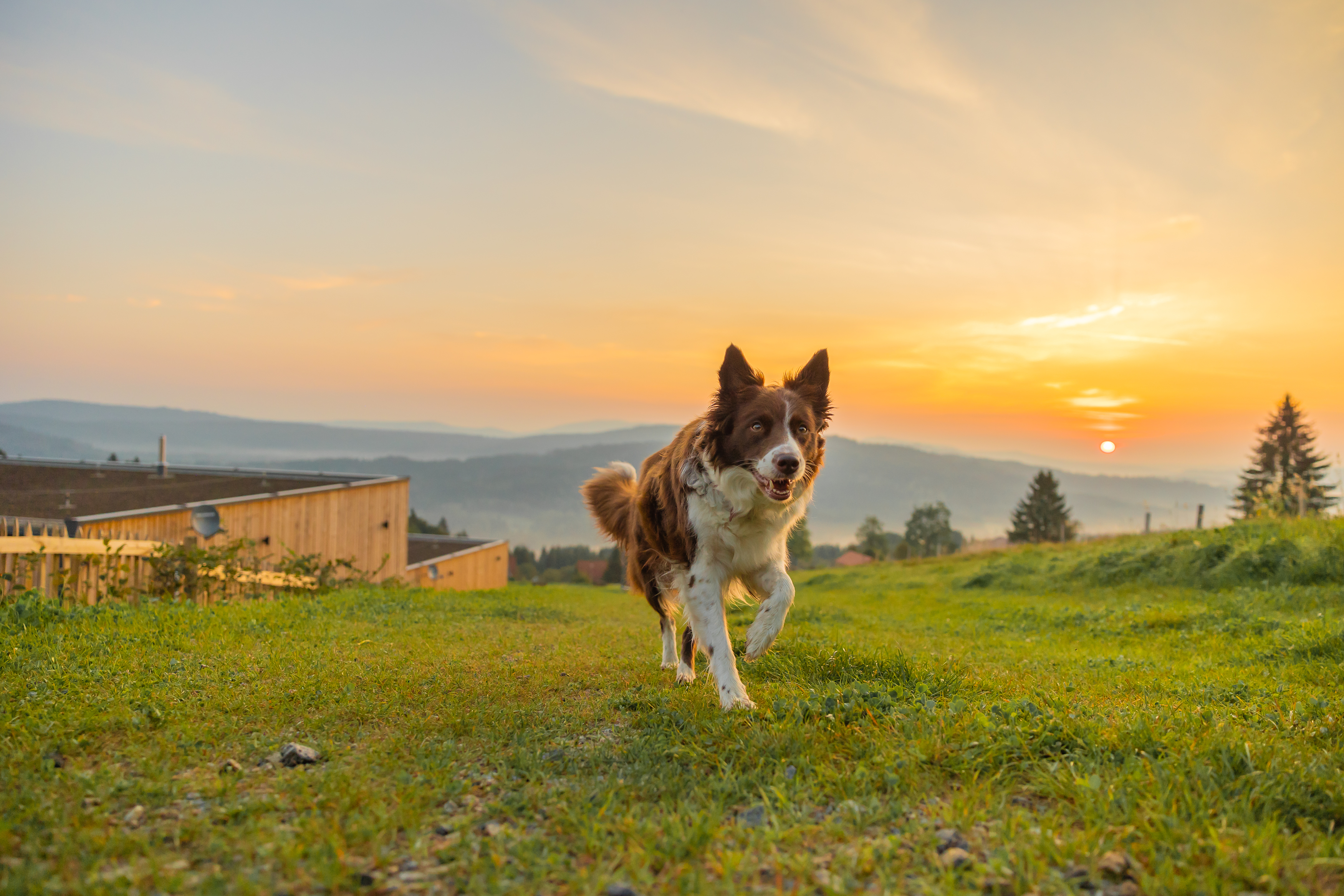 Urlaub-mit-Hund: Hunderesort Waldeck - Haus | Umgebung