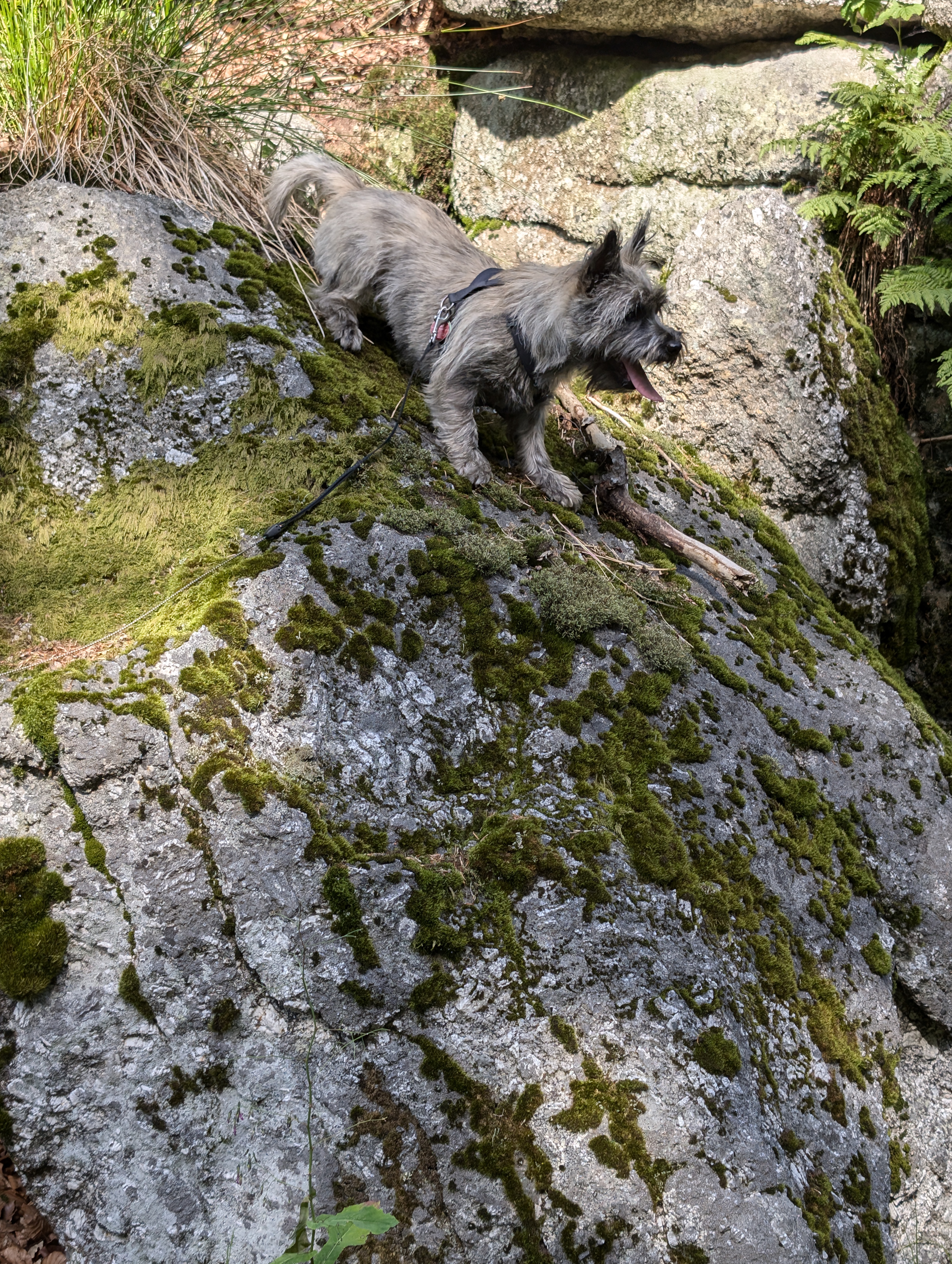 Urlaub-mit-Hund: Hunderesort Waldeck