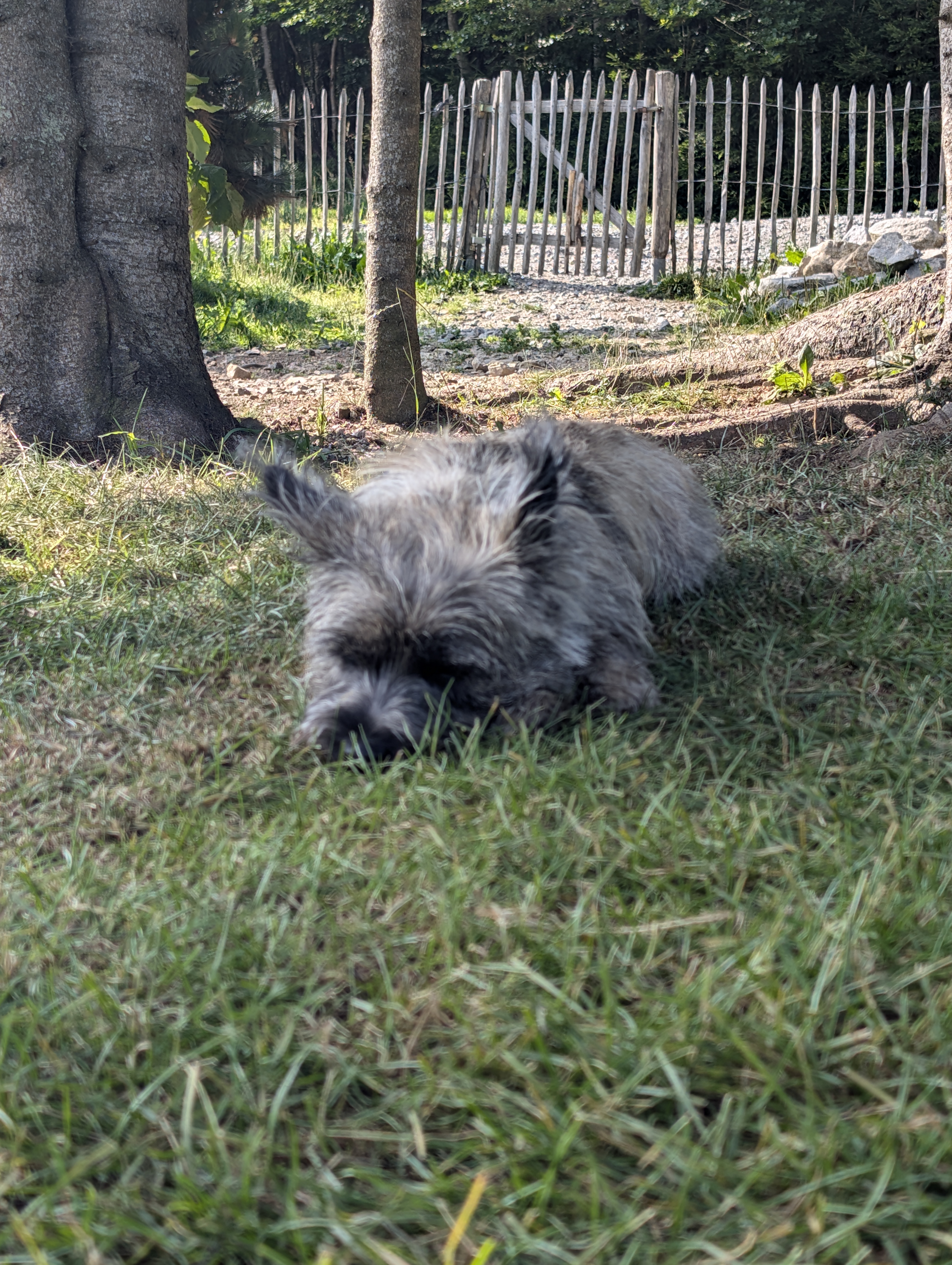 Urlaub-mit-Hund: Hunderesort Waldeck