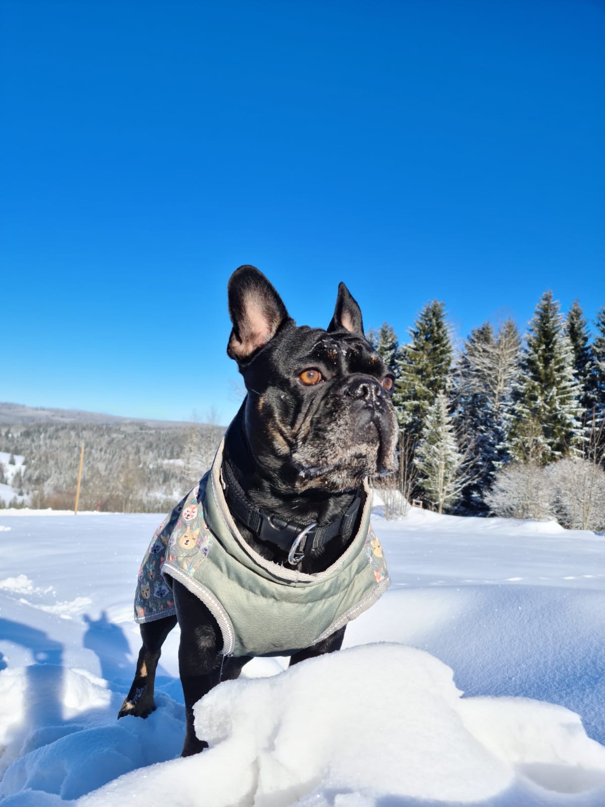 Urlaub-mit-Hund: Winterurlaub mit Hund im Landhotel Sportalm, Bayerischer Wald - Landhotel Sportalm - Urlaub mit Hund