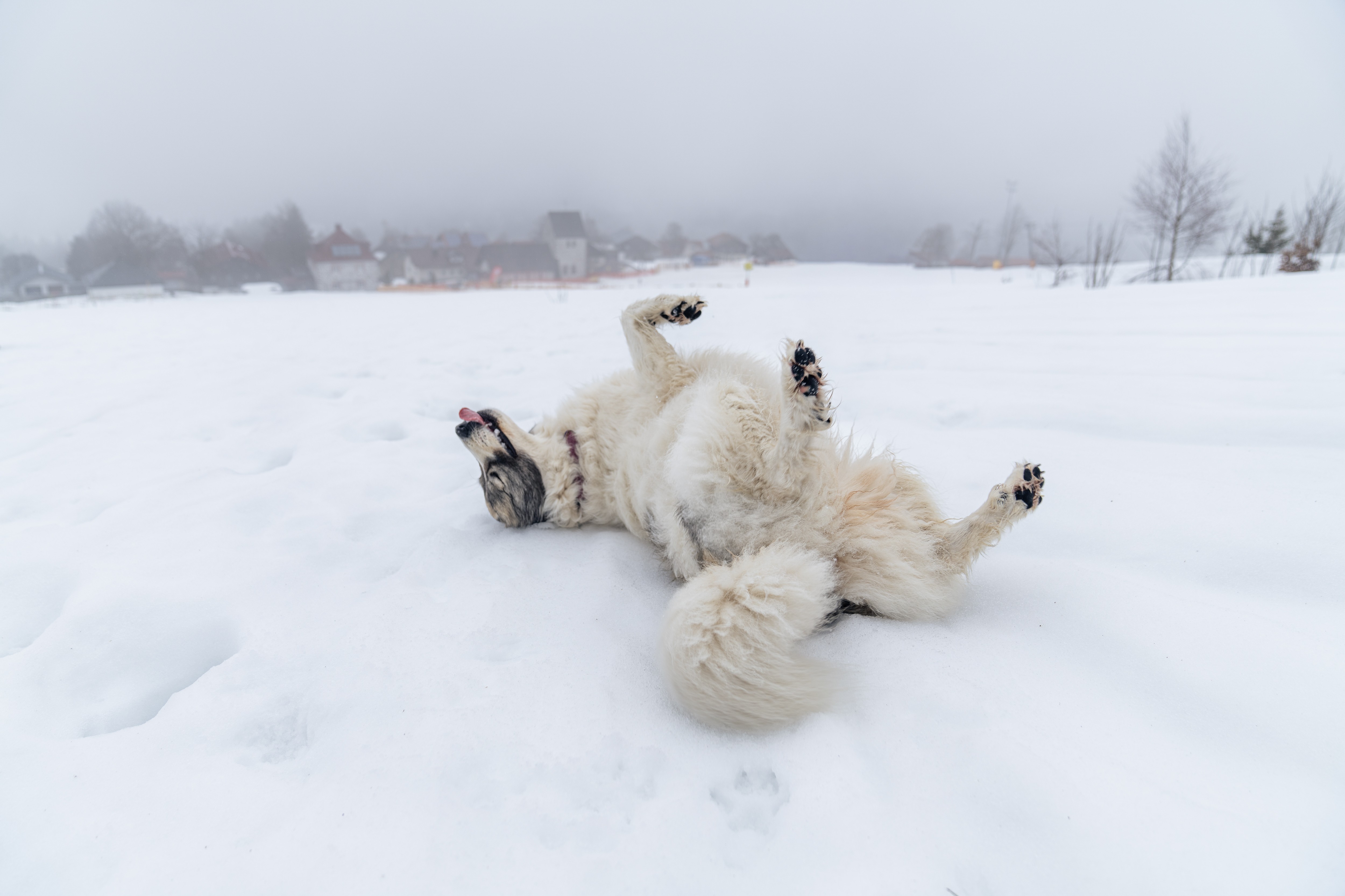 Urlaub-mit-Hund: Winterurlaub mit Hund - eine Wonne! - Landhotel Sportalm